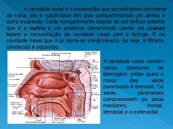 A cavidade nasal é a escavação que encontramos no interior do nariz, ela é
