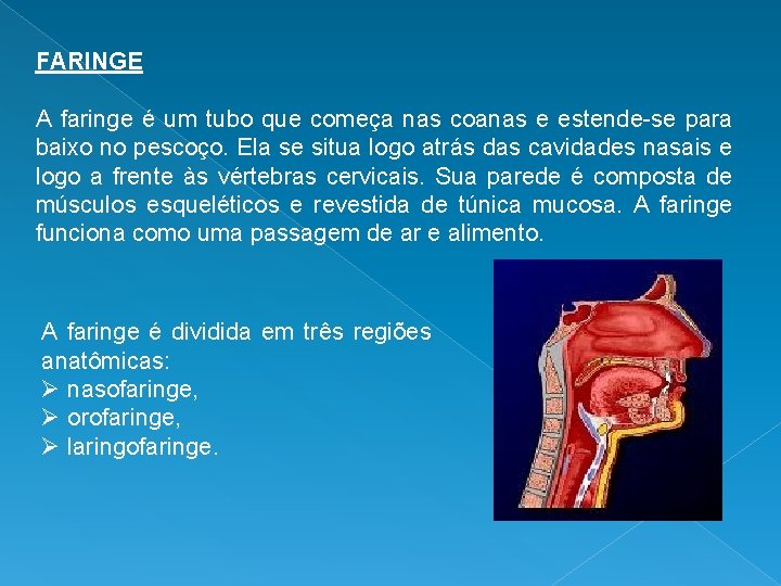 FARINGE A faringe é um tubo que começa nas coanas e estende-se para baixo