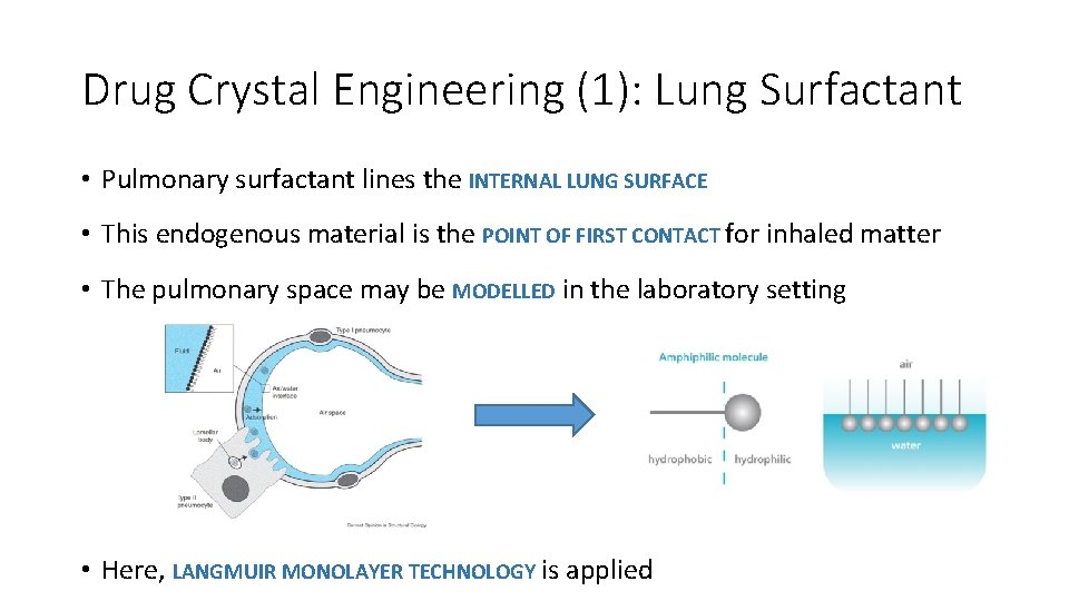 Drug Crystal Engineering (1): Lung Surfactant • Pulmonary surfactant lines the INTERNAL LUNG SURFACE