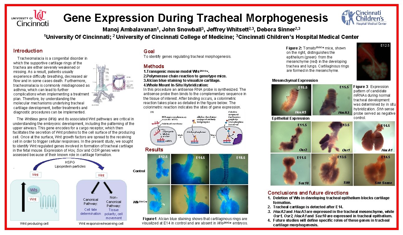 Gene Expression During Tracheal Morphogenesis Manoj Ambalavanan 1, John Snowball 3, Jeffrey Whitsett 2,