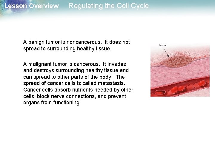 Lesson Overview Regulating the Cell Cycle A benign tumor is noncancerous. It does not