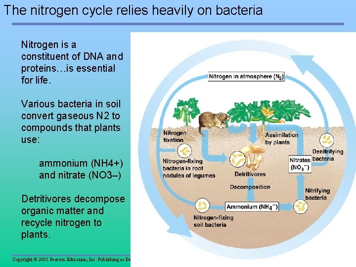 The nitrogen cycle relies heavily on bacteria Nitrogen is a constituent of DNA and