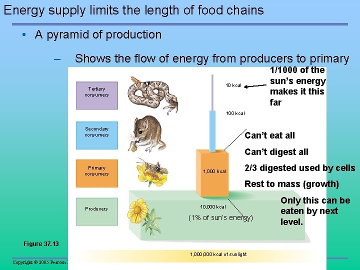 Energy supply limits the length of food chains • A pyramid of production –