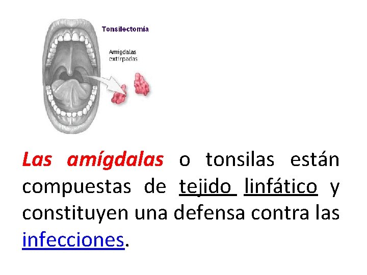 Las amígdalas o tonsilas están compuestas de tejido linfático y constituyen una defensa contra