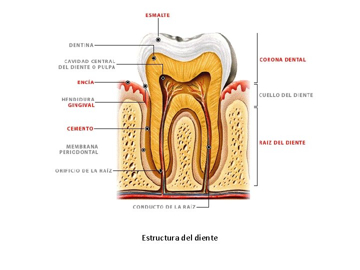 Estructura del diente 