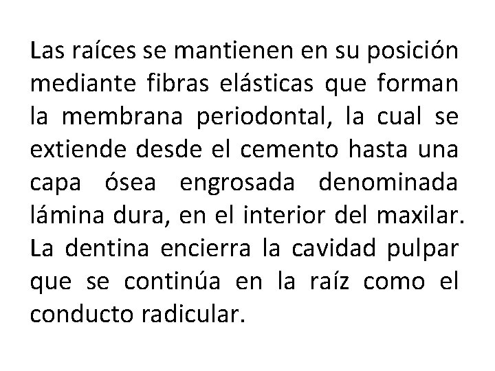 Las raíces se mantienen en su posición mediante fibras elásticas que forman la membrana