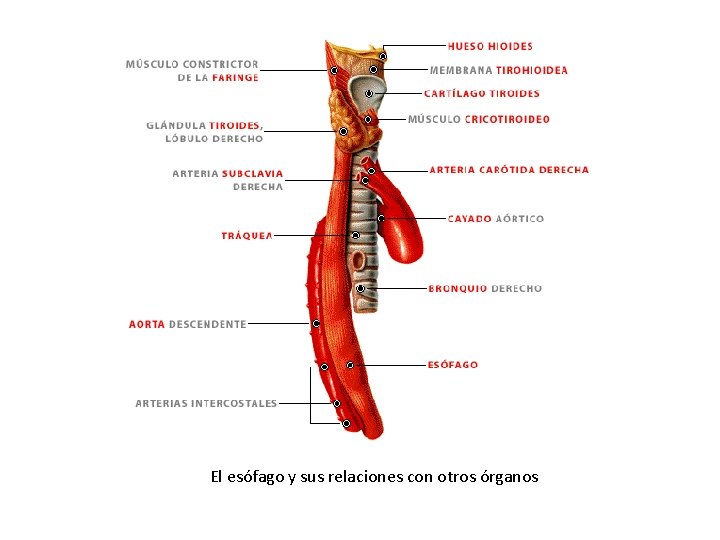 El esófago y sus relaciones con otros órganos 