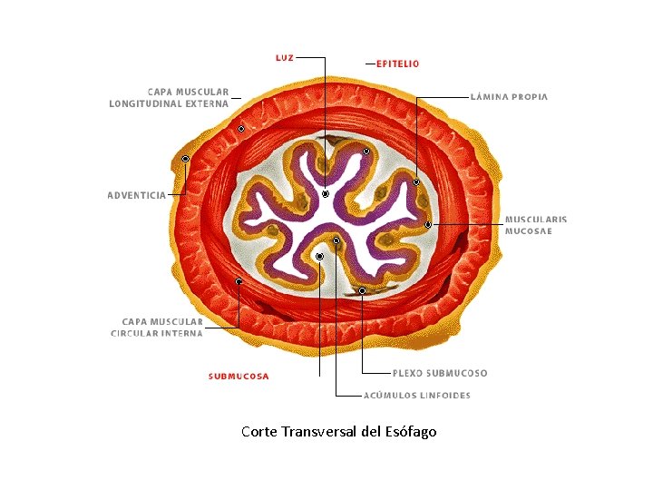 Corte Transversal del Esófago 