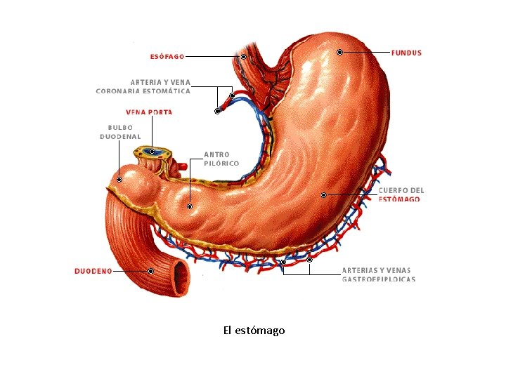 El estómago 
