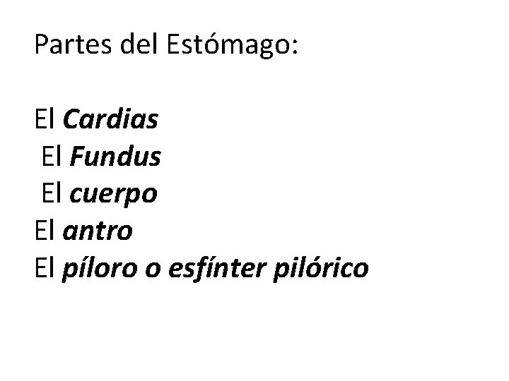 Partes del Estómago: El Cardias El Fundus El cuerpo El antro El píloro o