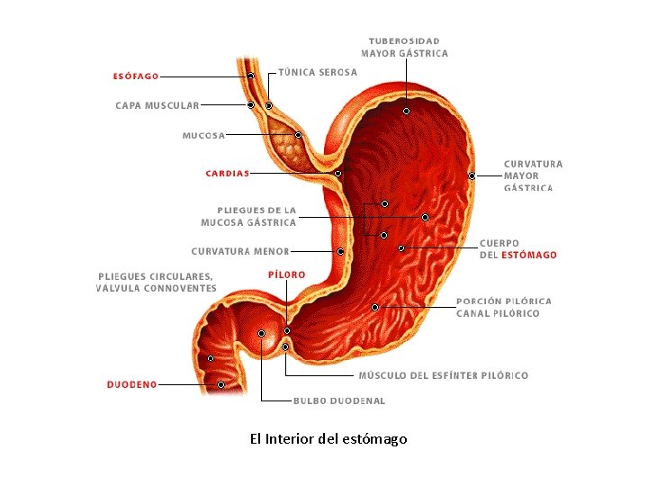 El Interior del estómago 