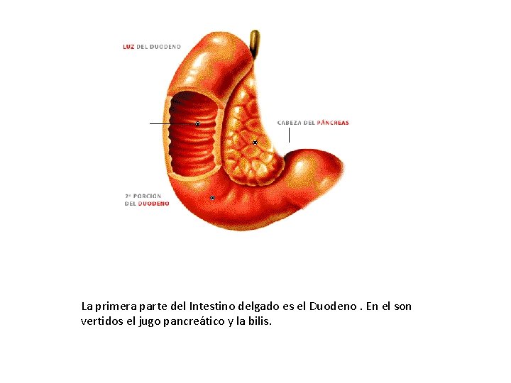 La primera parte del Intestino delgado es el Duodeno. En el son vertidos el