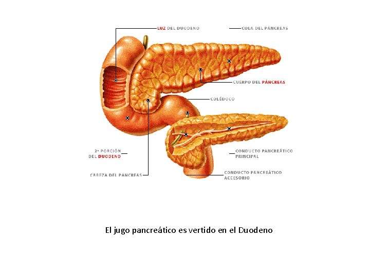 El jugo pancreático es vertido en el Duodeno 