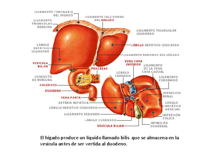 El hígado produce un líquido llamado bilis que se almacena en la vesícula antes