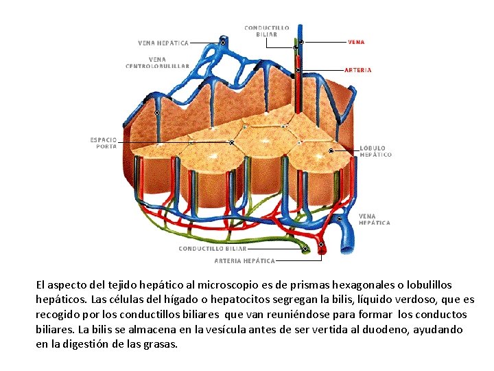 El aspecto del tejido hepático al microscopio es de prismas hexagonales o lobulillos hepáticos.