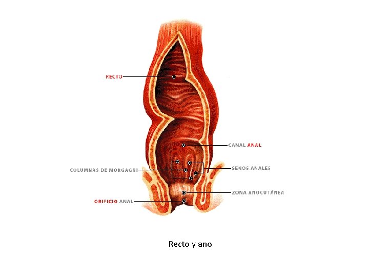 Recto y ano 