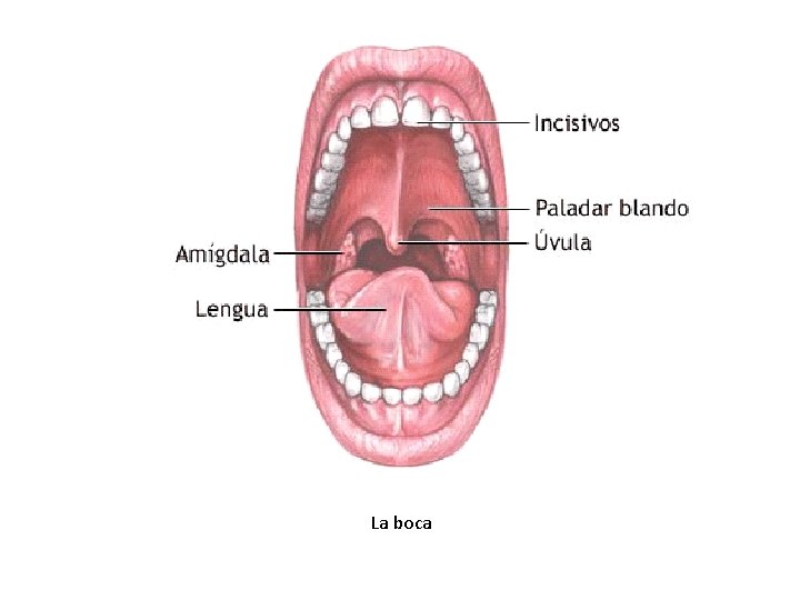 La boca 