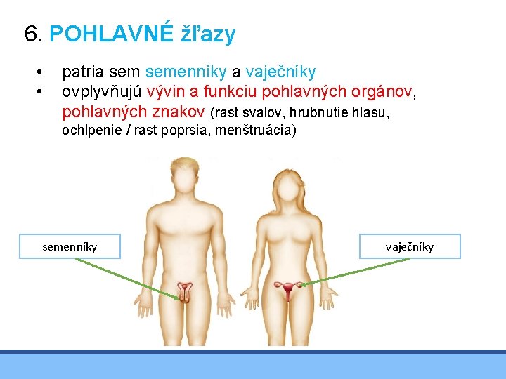 6. POHLAVNÉ žľazy • • patria semenníky a vaječníky ovplyvňujú vývin a funkciu pohlavných