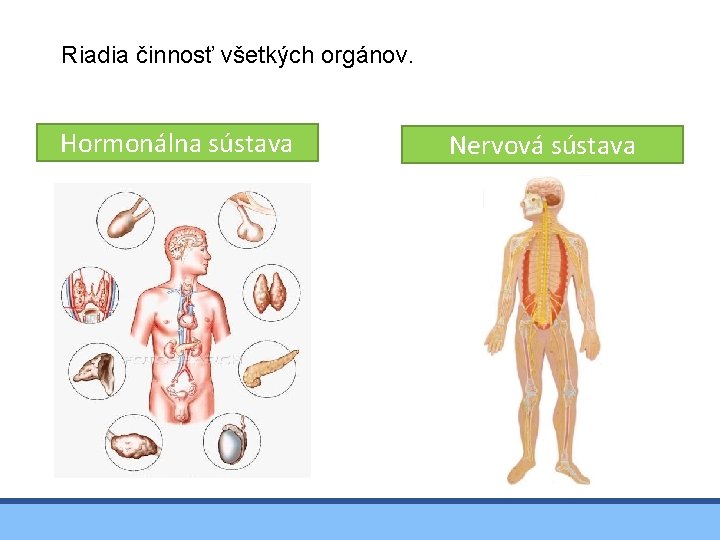 Riadia činnosť všetkých orgánov. Hormonálna sústava Nervová sústava 