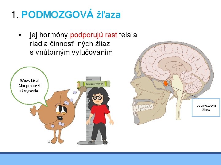 1. PODMOZGOVÁ žľaza • jej hormóny podporujú rast tela a riadia činnosť iných žliaz