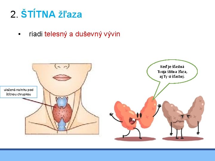 2. ŠTÍTNA žľaza • riadi telesný a duševný vývin Keď je šťastná Tvoja štítna