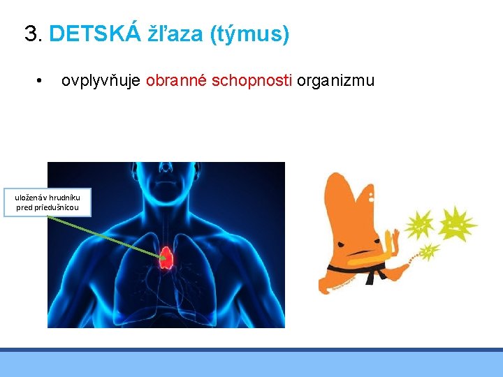 3. DETSKÁ žľaza (týmus) • ovplyvňuje obranné schopnosti organizmu uložená v hrudníku pred priedušnicou