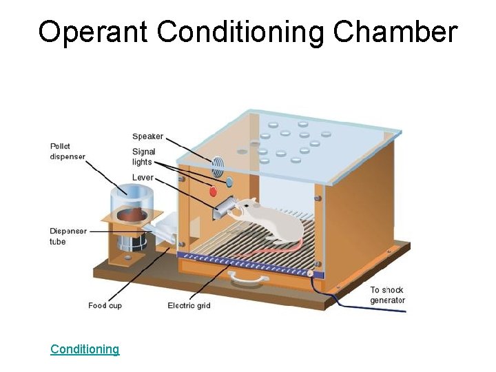 Operant Conditioning Chamber Conditioning 