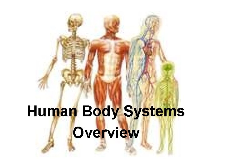 Human Body Systems Overview 