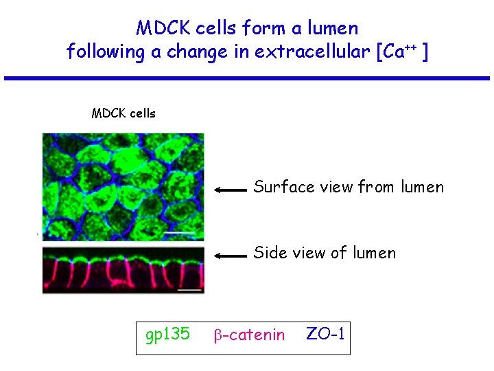 MDCK cells form a lumen following a change in extracellular [Ca++ ] MDCK cells