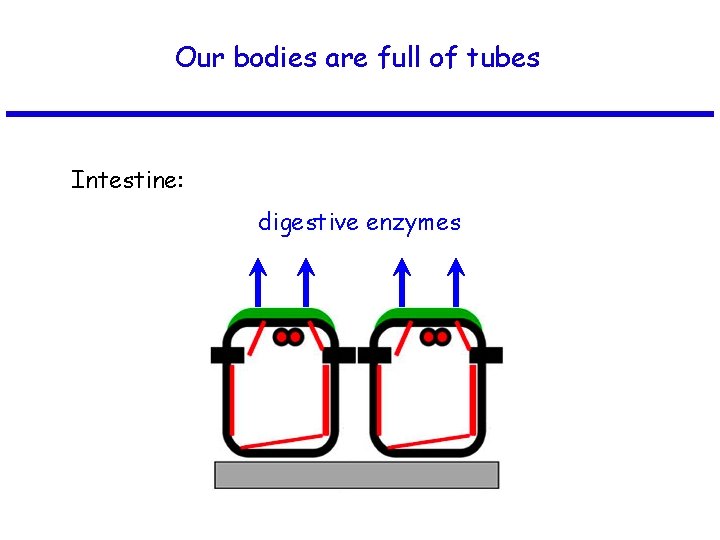 Our bodies are full of tubes Intestine: digestive enzymes 
