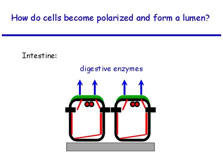 How do cells become polarized and form a lumen? Intestine: digestive enzymes 