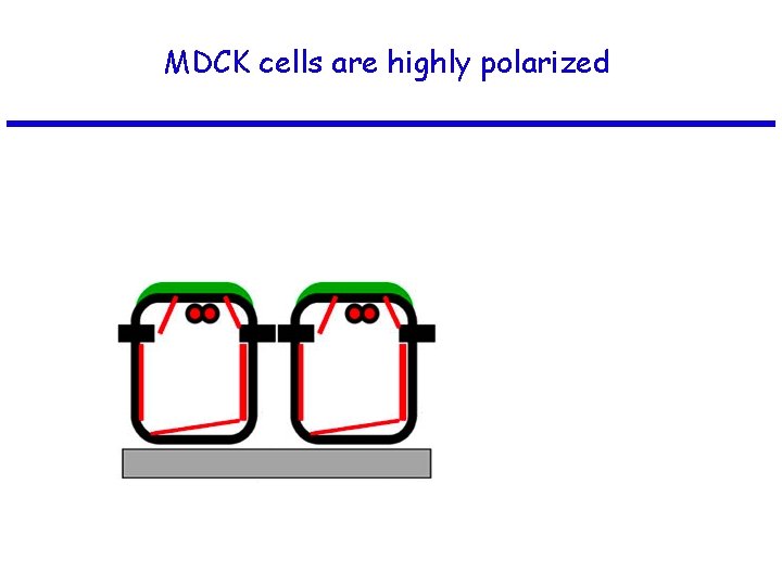 MDCK cells are highly polarized 