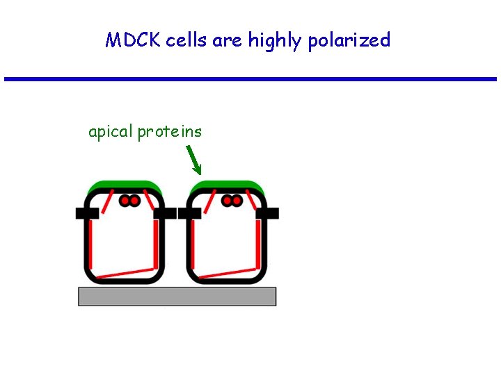 MDCK cells are highly polarized apical proteins 
