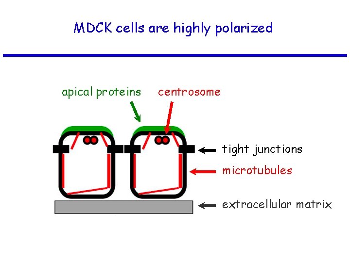 MDCK cells are highly polarized apical proteins centrosome tight junctions microtubules extracellular matrix 