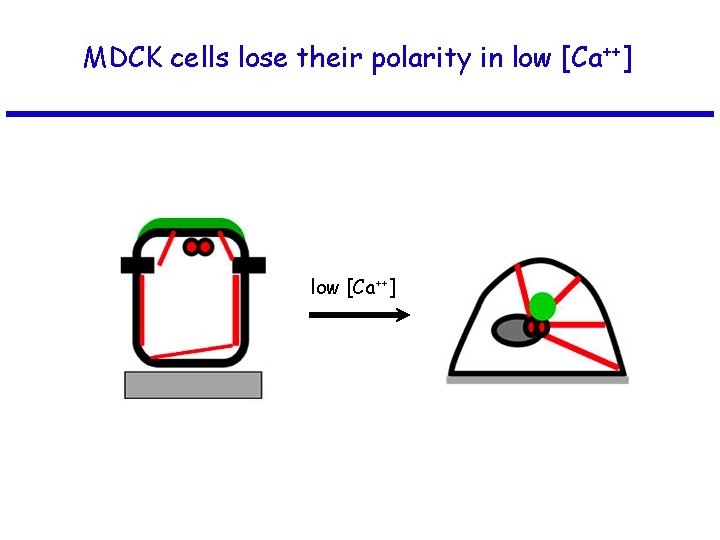 MDCK cells lose their polarity in low [Ca++] 