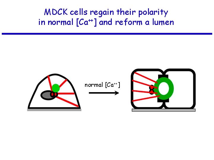 MDCK cells regain their polarity in normal [Ca++] and reform a lumen normal [Ca++]