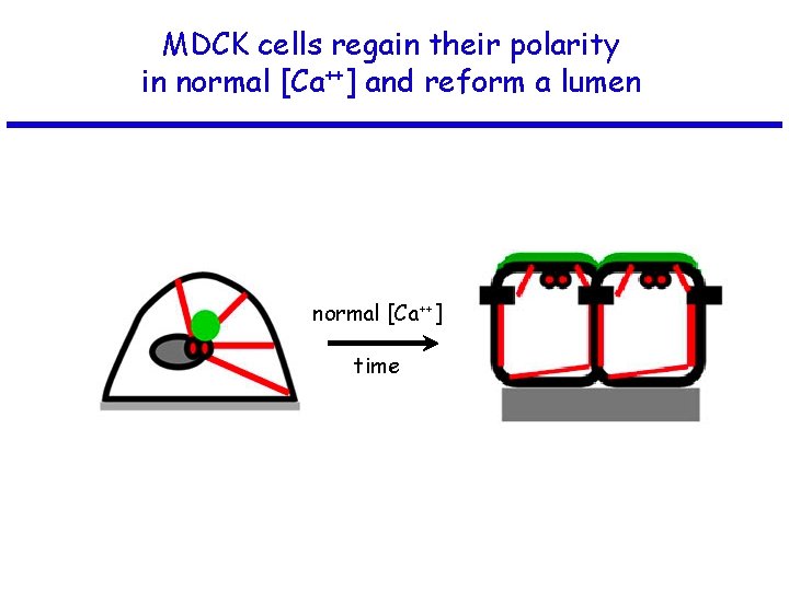 MDCK cells regain their polarity in normal [Ca++] and reform a lumen normal [Ca++]