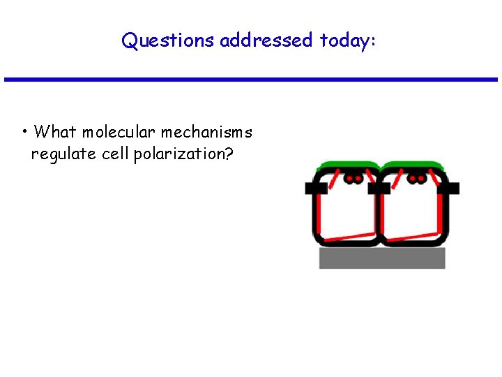 Questions addressed today: • What molecular mechanisms regulate cell polarization? 