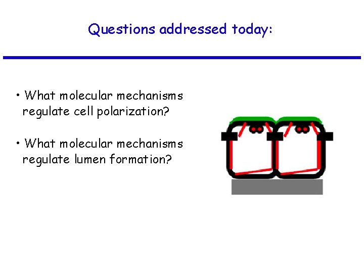 Questions addressed today: • What molecular mechanisms regulate cell polarization? • What molecular mechanisms