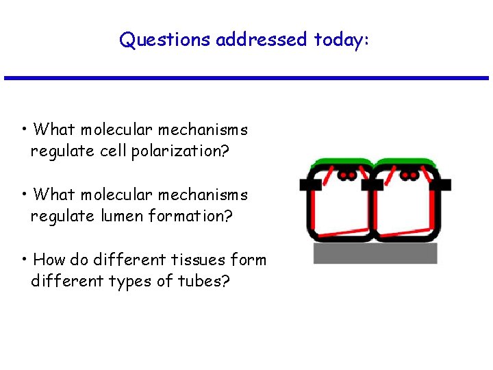 Questions addressed today: • What molecular mechanisms regulate cell polarization? • What molecular mechanisms
