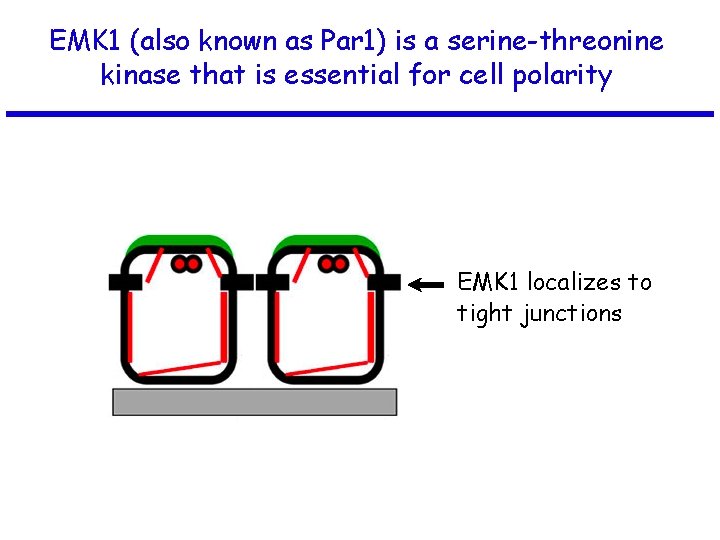 EMK 1 (also known as Par 1) is a serine-threonine kinase that is essential