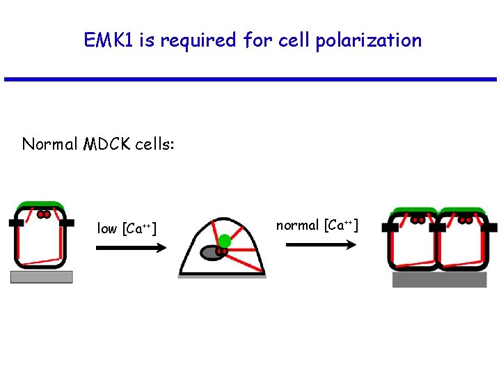 EMK 1 is required for cell polarization Normal MDCK cells: low [Ca++] normal [Ca++]