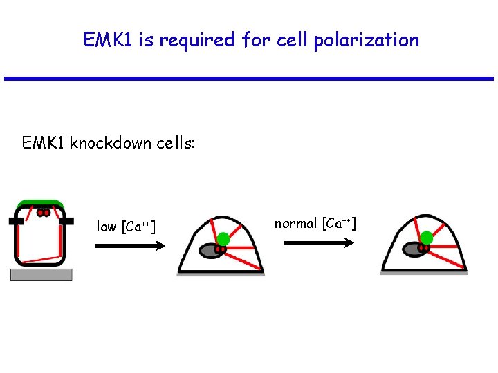 EMK 1 is required for cell polarization EMK 1 knockdown cells: low [Ca++] normal