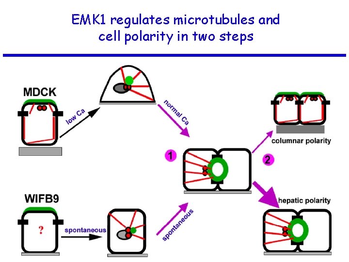 EMK 1 regulates microtubules and cell polarity in two steps 