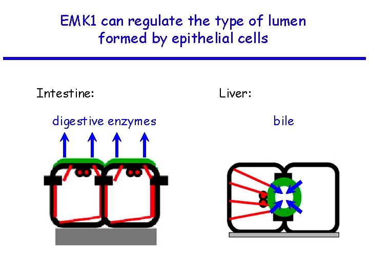 EMK 1 can regulate the type of lumen formed by epithelial cells Intestine: digestive