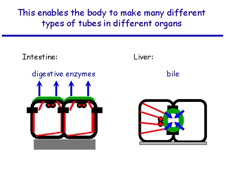 This enables the body to make many different types of tubes in different organs