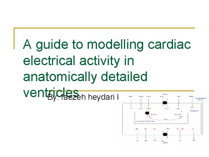 A guide to modelling cardiac electrical activity in anatomically detailed ventricles By: faezeh heydari