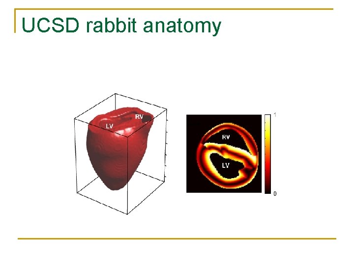 UCSD rabbit anatomy 