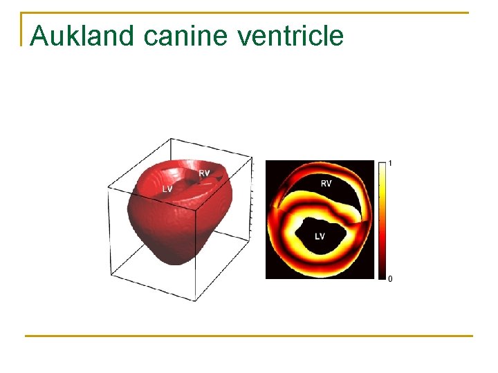 Aukland canine ventricle 