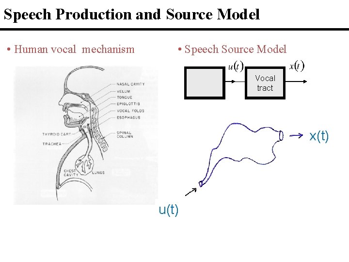 Speech Production and Source Model • Human vocal mechanism • Speech Source Model Vocal